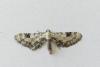 Eupithecia centaureata